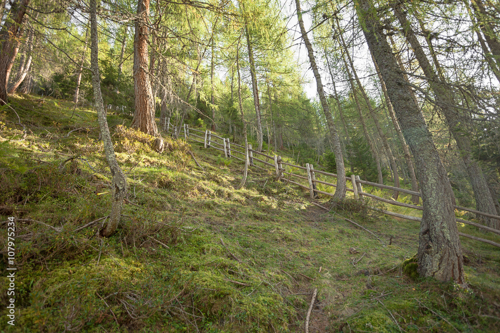 Obraz premium Fence inside a typical forest of the Italian Alps