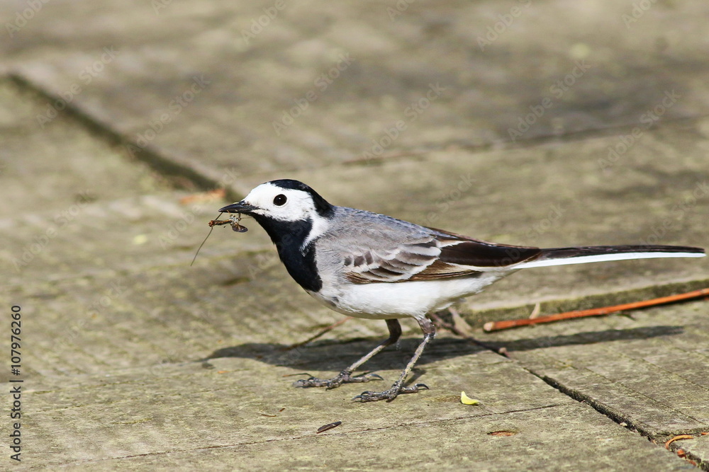 White Wagtail with catch, Motacilla alba White Wagtail with catch, Motacilla alba