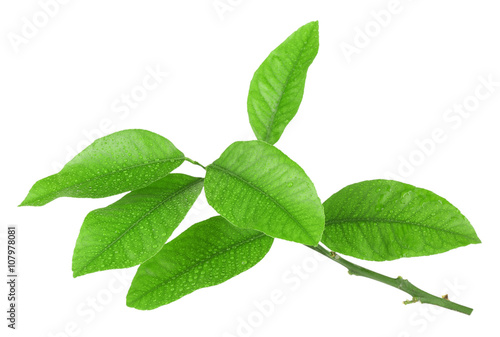 Green citrus leaves isolated on white