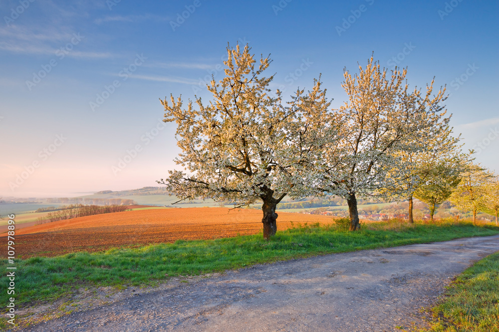 Rural landscape with bloooming cherry trees in Poltar region in central Slovakia. Rural landscape with bloooming cherry trees in Poltar region in central Slovakia.
