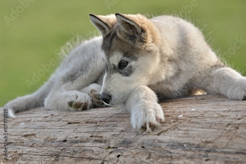 alaskan malamute puppy © muro