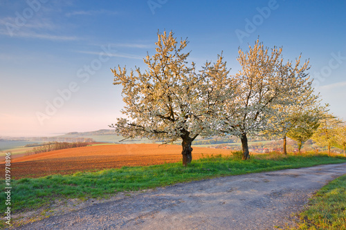 Rural landscape with bloooming cherry trees in Poltar region in central Slovakia.
