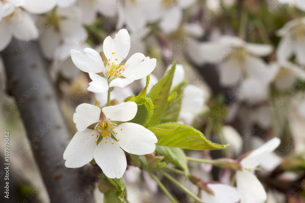 Obraz premium flowers of Japanese cherry