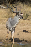 Kudu bull with huge horns drink water at pool