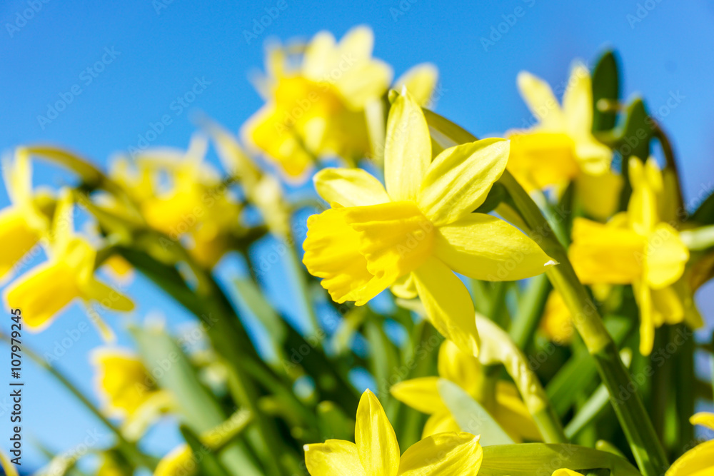 Fototapeta premium Wild daffodil