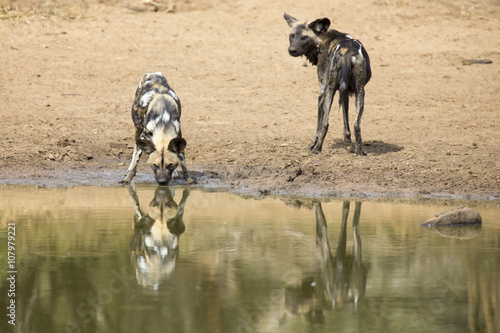 Two wild dogs rest next to a waterhole to drink water