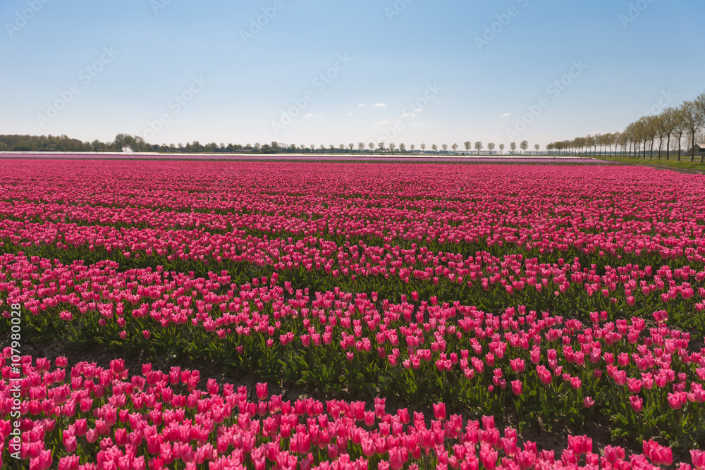 field of tulips field of tulips