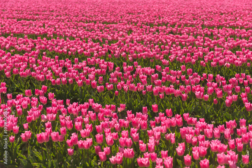 field of tulips