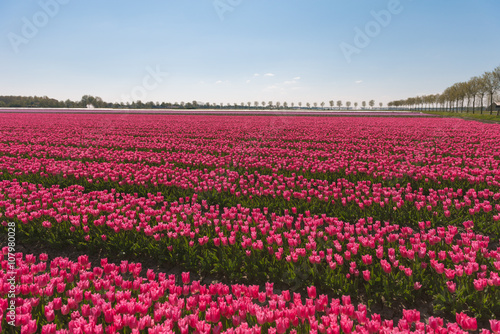 Wallpaper Mural field of tulips Torontodigital.ca