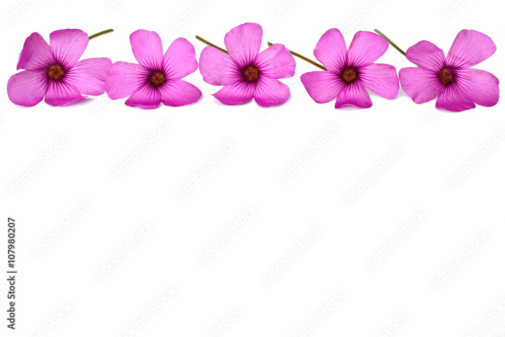 Background with floral border