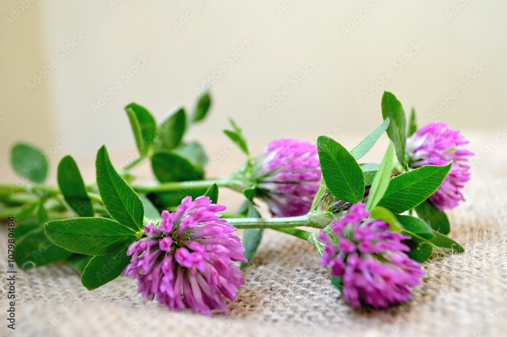 Red clover flowers on canvas background Red clover flowers on canvas background