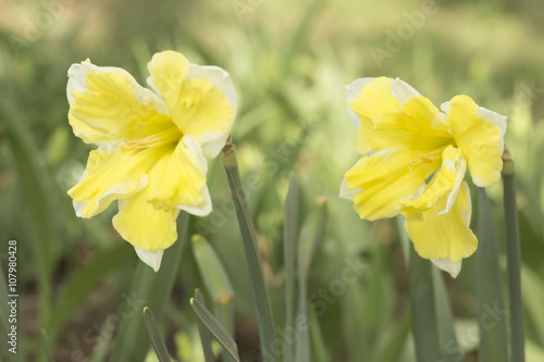 Fototapeta Naklejka Na Ścianę i Meble -  Yellow Daffodil Flower In Spring