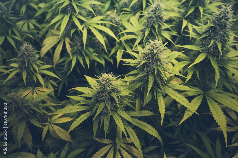 Fotografie, Obraz cannabis bud / marihuana plants | Posters.cz