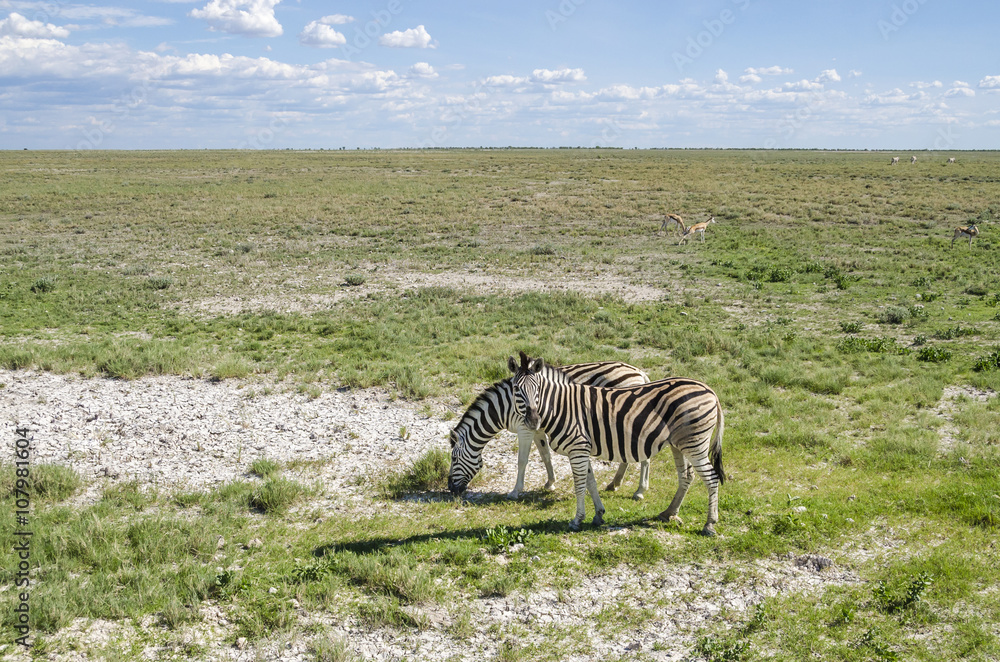Fototapeta premium Two plains zebras (Equus quagga) grazing with springboks in Etosha national park