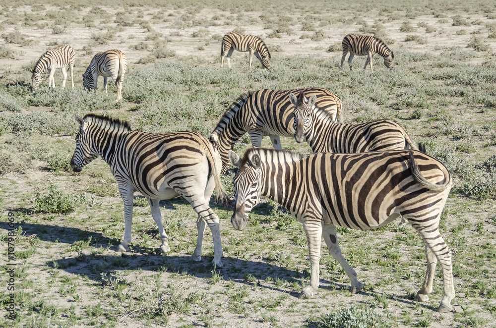 Naklejka premium Plains zebras (Equus quagga) grazing in Etosha national park