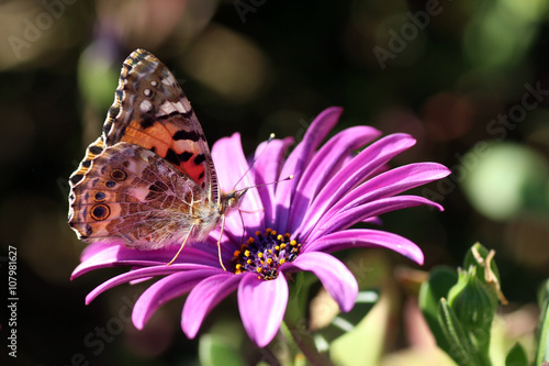 farfalla e fiore photo