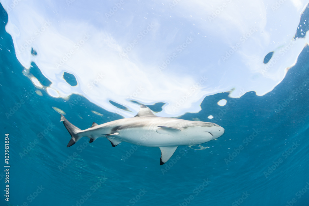 Blacktip Reef Shark in Shallow Water Blacktip Reef Shark in Shallow Water
