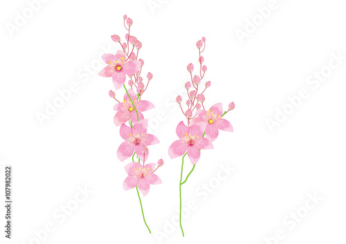 branch of pink flowers on white background