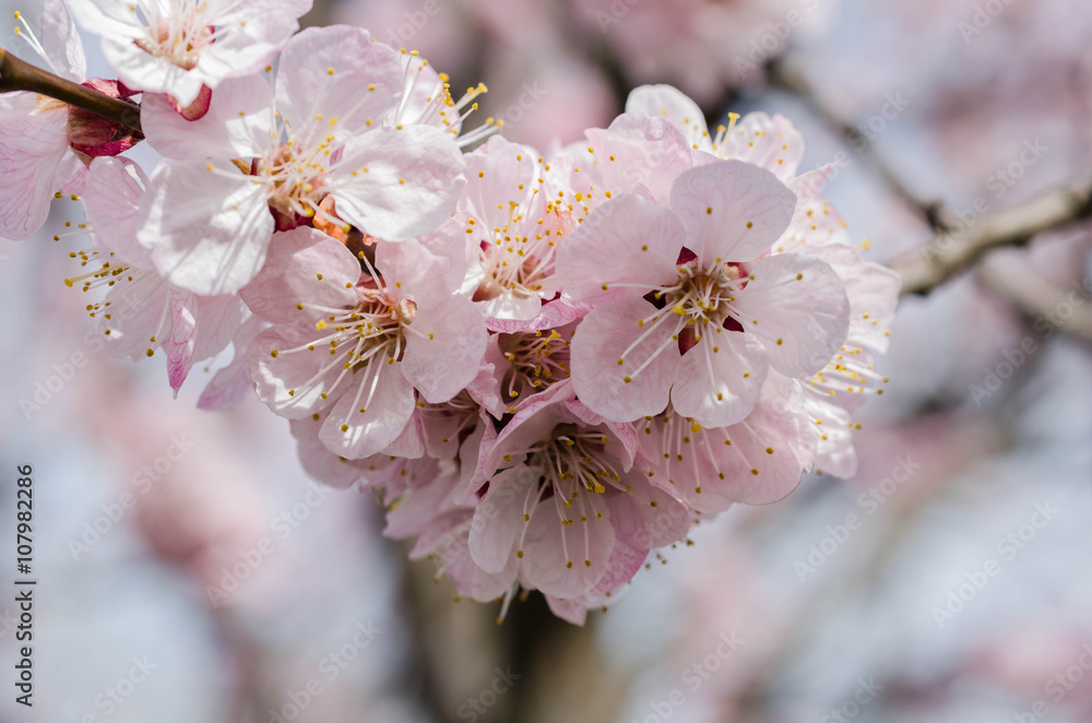 Obraz premium apricot blossom