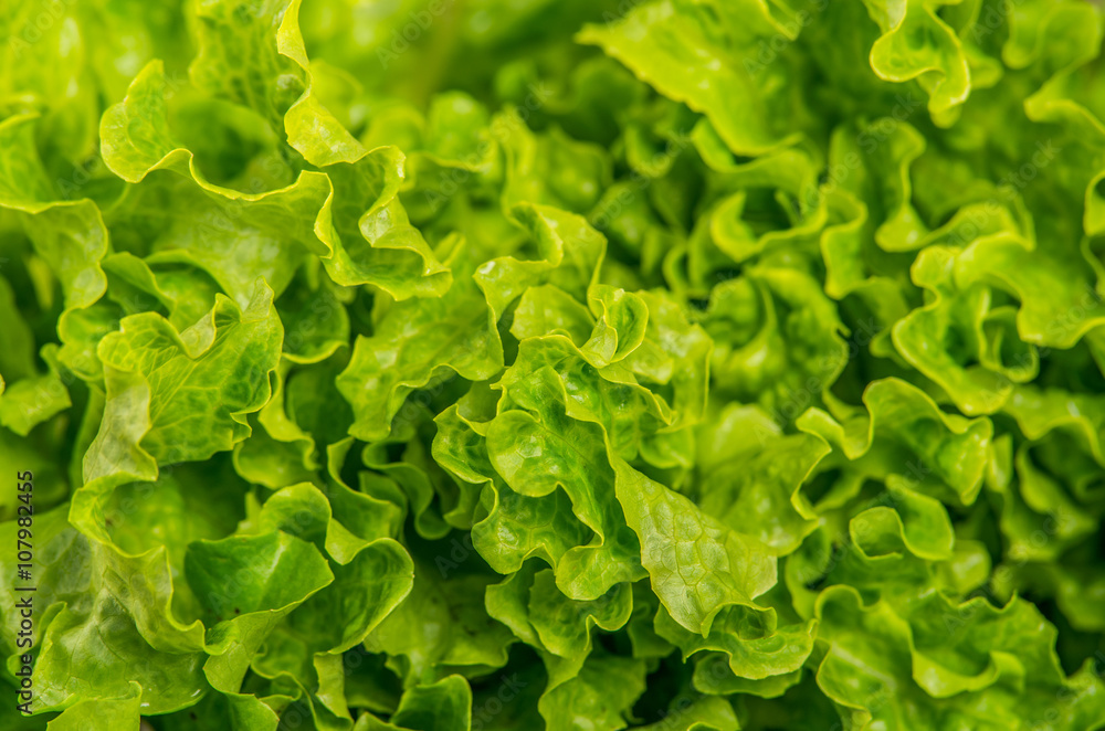 Closeup into fresh organic green salad leafs as seen from above Closeup into fresh organic green salad leafs as seen from above