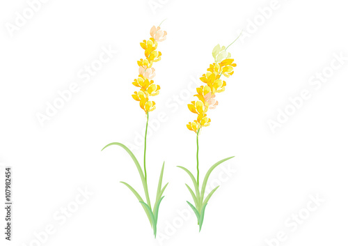 yellow flowers on white background