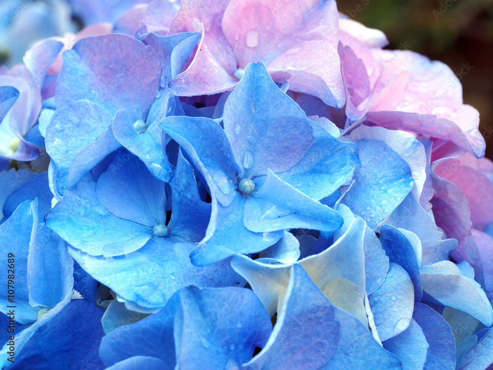 Hydrangea Hydrangea