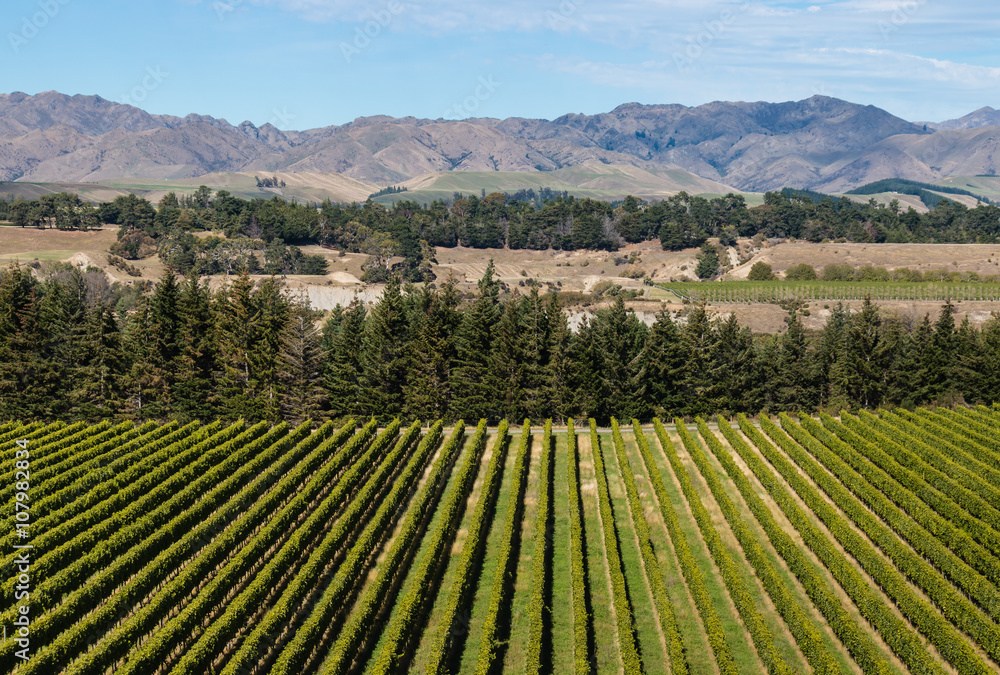 aerial view of vineyard in New Zealand