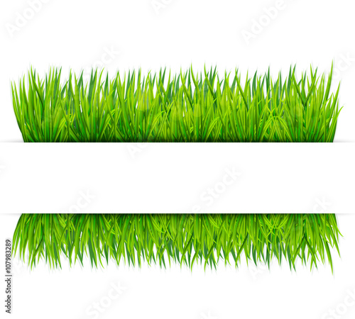 Green grass banner. Vector background