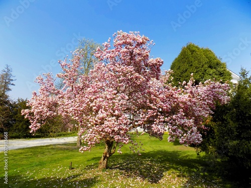 Flowering magnolia tree in sky