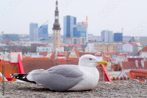 sea-gull against the old city in Tallinn, Estonia photo