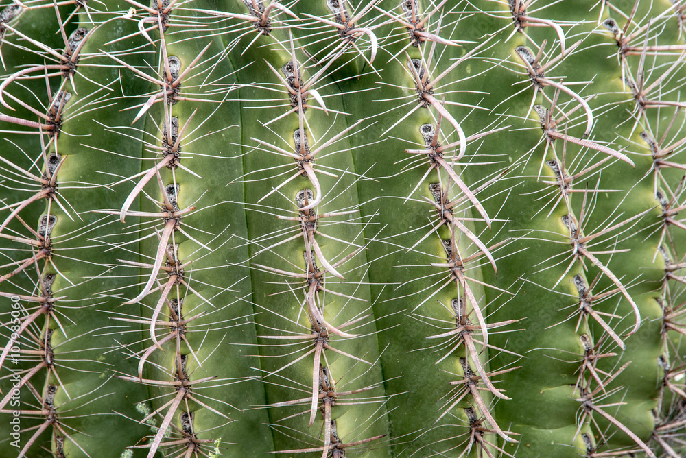 Thorns on a barrel cactus in the desert of southern Arizona Thorns on a barrel cactus in the desert of southern Arizona