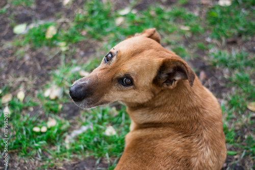 Dog innocently looking at the camera