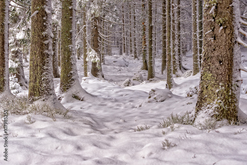 Spruce forest in winter.