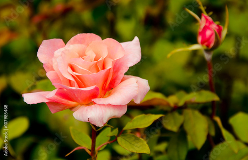 rose bush in botanic garden creamia