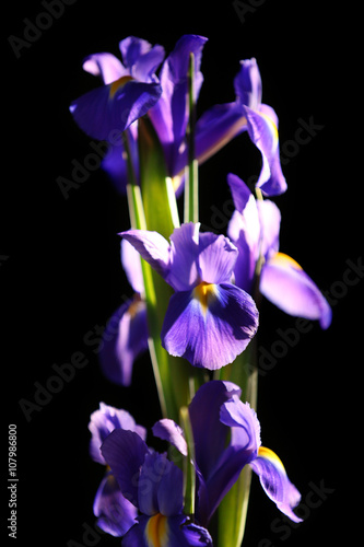 Fototapeta Naklejka Na Ścianę i Meble -  Fresh irises on black background, close up
