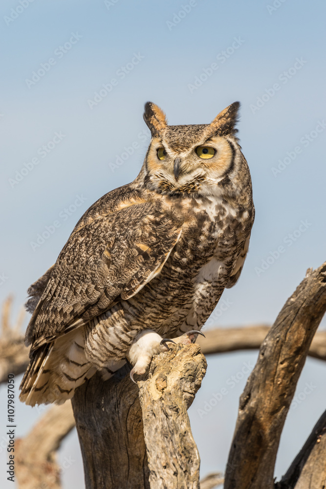 Fototapeta premium Great Horned Owl
