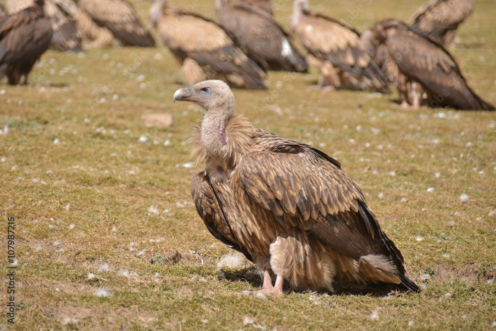 Fototapeta premium ハゲワシ
