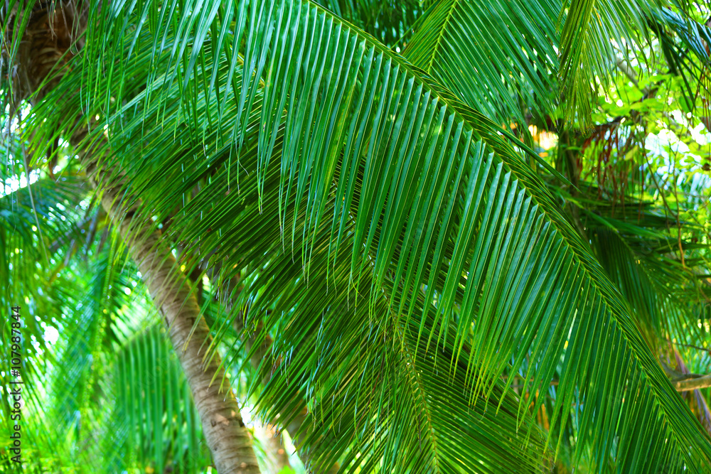 Fototapeta premium Palm tree leaves.