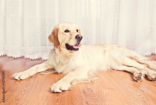 Fototapeta Naklejka Na Ścianę i Meble -  Cute golden retriever dog.