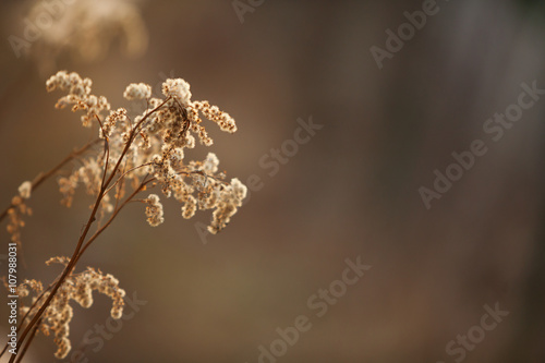 Beautiful the dried flower