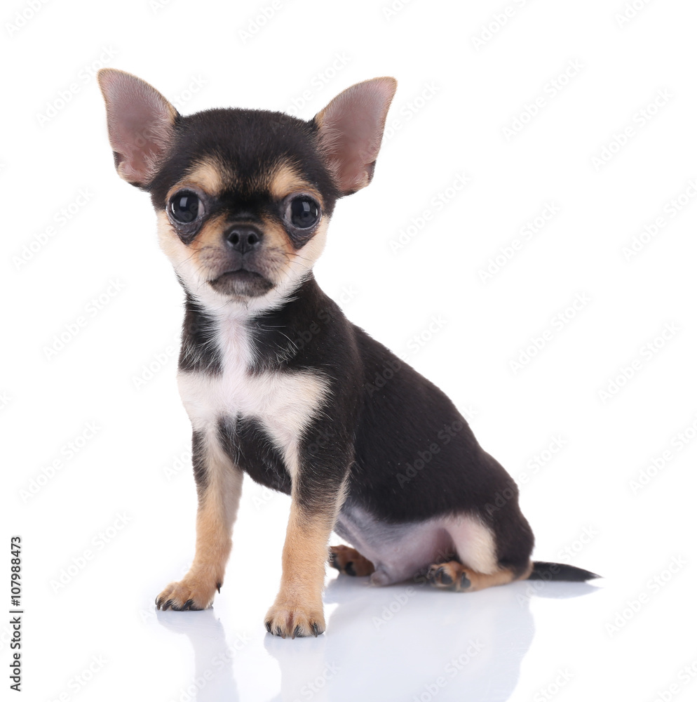 Small chihuahua puppy on the white background