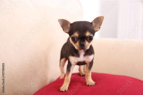 Small chihuahua puppy on the red pillow © Africa Studio