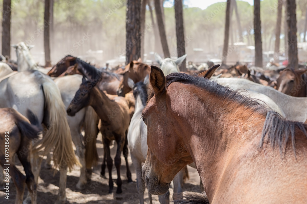 Horses on pasture after a walk. Horses on pasture after a walk.