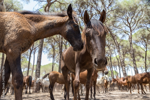 Horses in the corral interact after a walk.