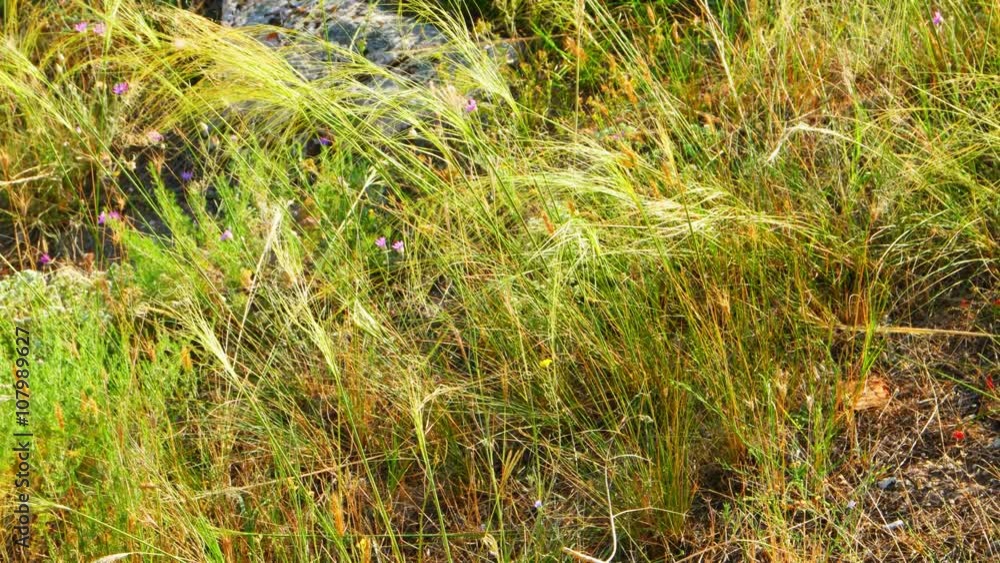 Feather-grass step flicker in wind. Small violet flowers is in grass Feather-grass step flicker in wind. Small violet flowers is in grass