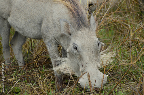 Albino Warthog - Ngorongoro Crater - Tanzania