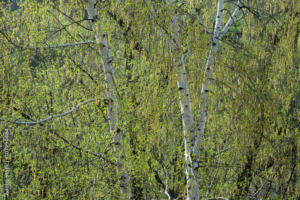 Fototapeta premium birch blossom spring