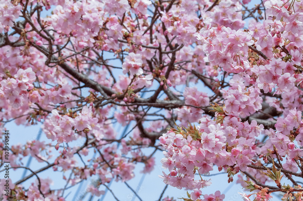 満開の桜