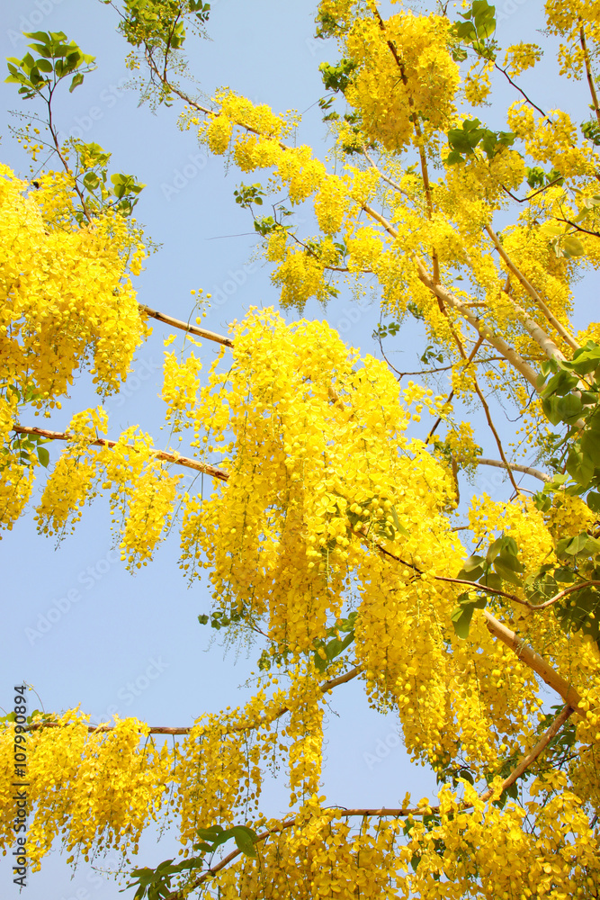 golden shower tree golden shower tree