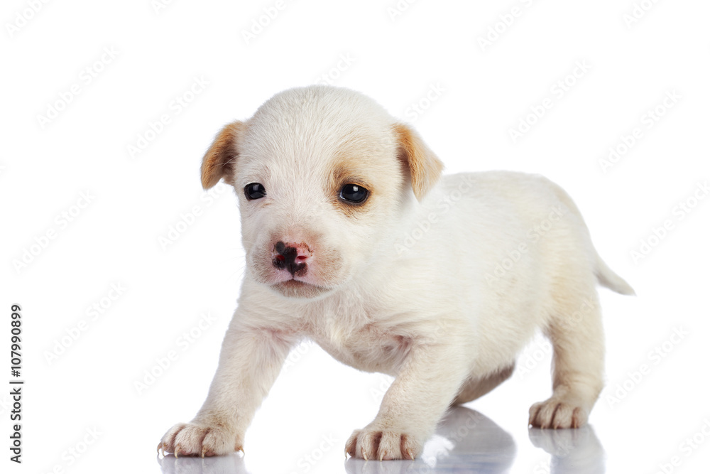 dog in studio on the white background